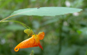 Poison Ivy Treatment from Nature Jewelweed Plant