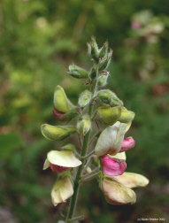 goat's rue flower picture