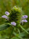 prunella vulgaris herb picture