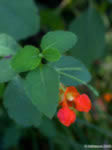 Amazing Jewelweed Kit, Jewelweed soap, salve and spray