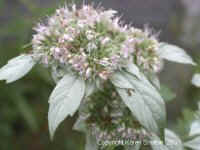 wild-mint2sm.jpg (20709 bytes)