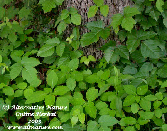 poison ivy cure treatment remedy Jewelweed Imaptiens 
