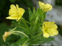 evening primrose picture