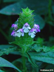 Prunella vulgaris herb flower spike