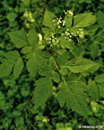 Sweet Cicely, Anise Root, plant picture