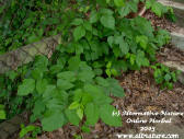 poison ivy in fence row