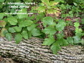 poison oak on log