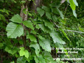 poison ivy vine picture