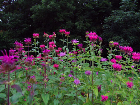 bee balm growing in field