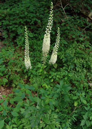 black cohosh herb plant growing in the woods, (c)Karen Bergeron 2006