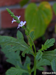 blue vervain picture