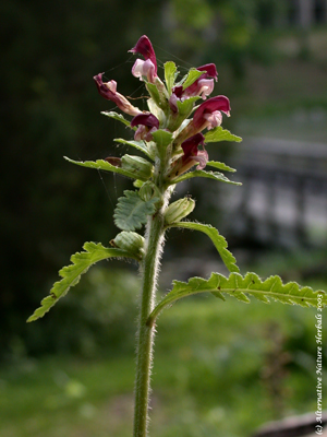 Pedicularis canadensis picture