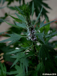 motherwort herb in flowering stage