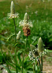 cluster of plantain herb in wild