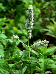 spearmint plant in flowering stage