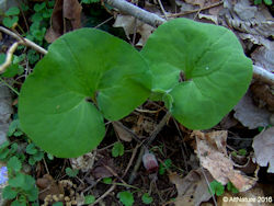 Wild Ginger herb plant picture, heart chaped leaves, hairy flower