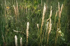 Aletris Farinosa, white flower spikes, herb growing wild in field