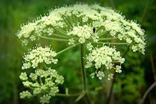 Wild Angelica venenosa wildflower closeup, umbel of small white flowers