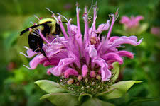 Bee Balm flower with bumblebee, Monarda fistulosa flower close-up picture
