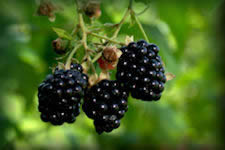 Ripe Blackberries, Rubus spp, close-up growing wild on vine