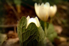 Bloodroot herb, Sanguinaria canadensis, wildflower emerging fron leaf in early spring