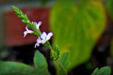 Blue Vervain , blue flower spike in an herb garden, Verbena officinalis