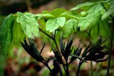 Blue Cohosh herb, Caulophyllum thalictroides, leaves unfolding in early spring