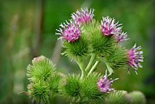 Wild Burdock Herb, Cocklebur bloom,  Arctium Minus