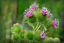 Wild Burdock Herb, Cocklebur bloom, Arctium Minus