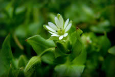 These small white flowers with divided petals may appear in your yard in mild winters.