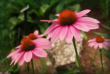 Purple Coneflower picture, large daisy shaped flowers with raised brown centers and pink petals 