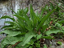 Picture of curly dock, basal leaves with curled edges