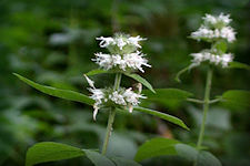 Downy Wood Mint