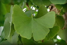 ginkgo biloba leaves -green to gold, fan-shaped, petioled, with many radiating veins and about 4 to 5 inches wide.