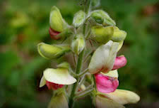 Goat's Rue flower picture. Plant with many historical herbal uses 