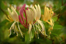wild Honeysuckle cluster with pink, yellow and cream colored flowers