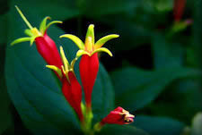 Pinkroot is a beautiful red and yellow wildflower.