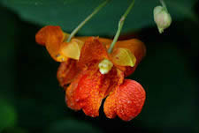 Jewelweed flower picture, A bit trumpet shaped, Jewelweed flowers hang from the plant much as a jewel from a
necklace