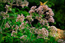 Joe Pye Weed flowers blooming -whorls of 4 to 8 dark green, lance shaped, and serrated leaves, up to 1 foot long. Atop each stem is a rose pink to whitish domed cluster of flowers, about 1 foot in diameter