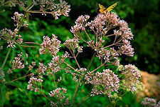 Joe Pye Weed flowers blooming -whorls of 4 to 8 dark green, lance shaped, and serrated leaves, up to 1 foot long. Atop each stem is a rose pink to whitish domed cluster of flowers, about 1 foot in diameter