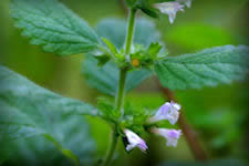 lemon balm picture melissa officinalis, see linked page for description