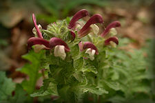 Lousewort, Pedicularis canadensis plant picture