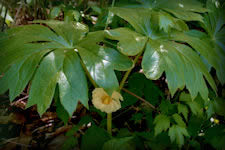 May Apple flower picture, white flower under two umbrella like leaves