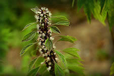 Motherwort flowering spike, pink flowers in a prickly top