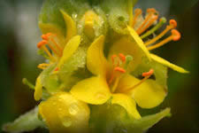 Mullein flower close-up, yellow flowers on tall thick spike