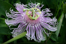 Passionflower herb flower close-up, unusual flower with purple fringe like petals