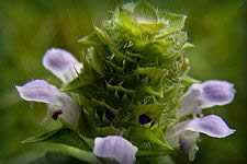 Prunella Vulgaris has purple hooded flowers emerging a few at a time from a green, cone shaped center