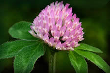 Red Clover flower picture