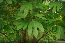 Sassafras shrub picture. Sassafras has 3 different shapes of leaves.