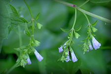 Skullcap herb has tiny light blue hooded flowers and toothed pointed leaves 